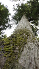 moss and tree