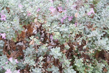 The close up of a shrub plant called Eremophila Nivea