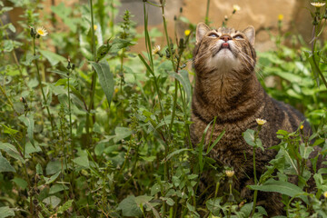 close-up of brown and black common cat in the grass sticking out its tongue