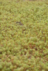 Clump of moss