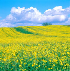Fototapeta premium 菜の花と雲(美瑛町）