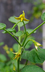 Yellow tomato flowers.