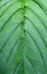 Pattern of spinach leaf. 