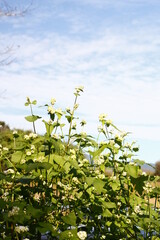 そばの花