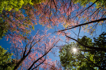 Cherry blossoms in full bloom with beautiful pink petals and sun light