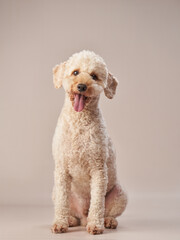 Funny small poodle on a beige background. curly dog in photo studio. Maltese, poodle