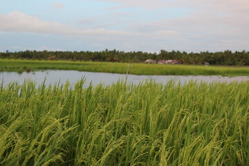 Rice Field In West Kalimantan