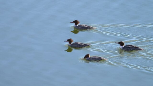 four merganser ducks cruise across a lake surface with one of the ducks trying to manage a minnow in its beak which wiggles free