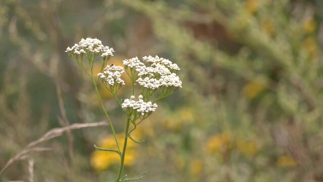 Common yarrow Achillea millefolium white flowers close up, floral background green leaves. Yarrow pattern, milfoil top view. Medicinal organic natural herbs, plants concept. Wild yarrow, wildflower