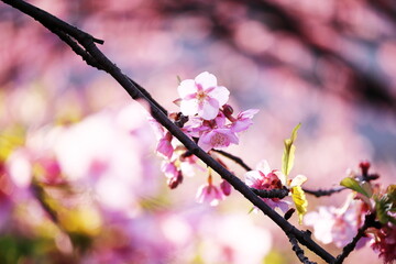 春の訪れと美しい桜