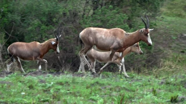 Bontebok Blesbok adults and young walking in grassland, 2023  
Lake Eland Game Reserve, 2023, South africa, 2023 
