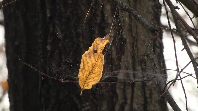 Close-up of yellow leaves with cobwebs in autumn.  Closeup on yellow leaf on spider web outside with blurred background.