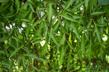 Polyscias fruticosa or ming aralia plant tree. Green tropical herbal foliage background.