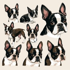 Boston Terrier Collection Of Emotions
