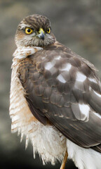 sparrowhawk