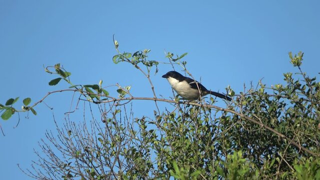 Southern Boubou on branch, South Africa 
Lake Eland Game Reserve, 2023, South Africa, 2023
