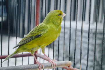 Fototapeta premium Yellow domestic canary bird (Serinus canaria forma domestica) sitting on a twig in a cage