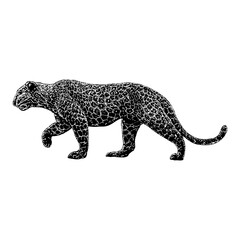 Leopard hand drawing. Vector illustration isolated on background.