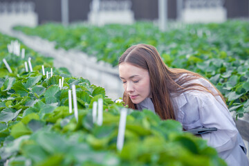 scientist working in indoor organic strawberry agriculture farm nursery plant species for medical...