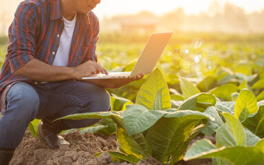 Farmer working in the young tobacco field, Man using digital laptop to planning management,...