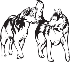 A pair of husky dogs on walk, husky dog vector