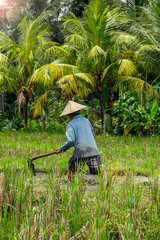 Laborer in the rice fields, working in the sunshine in the open field.