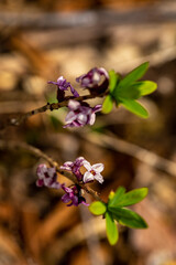 Daphne mezereum flower growing in forest	