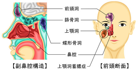 Obraz premium 副鼻腔 構造 イラスト