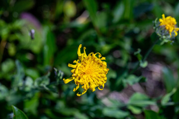 Hieracium villosum flower growing in mountains