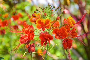 Orange Caesalpinia pulcherrima flower blooming beauty nature 