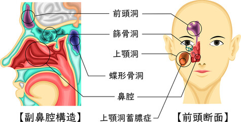 Fototapeta premium 副鼻腔 構造 イラスト
