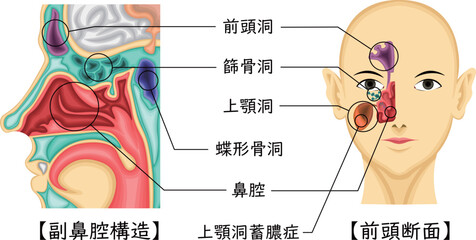Fototapeta premium 副鼻腔 構造 イラスト