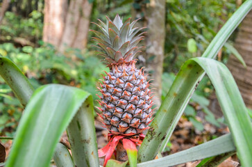 Obraz premium Pineapple on a plant