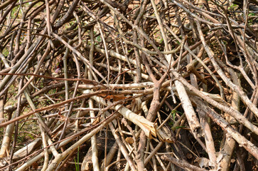 Dry wood (tree branches)