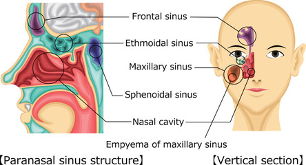 Obraz premium 副鼻腔 構造 イラスト