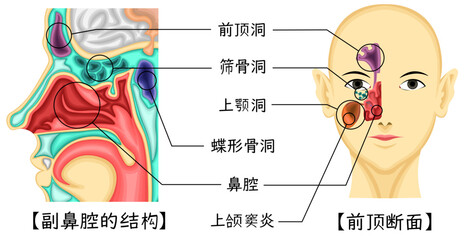 Obraz premium 副鼻腔 構造 イラスト