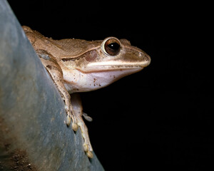 White jawed frog at night