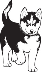 black and white siberian husky puppy vector.
