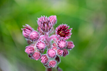 Sempervivum montanum growing in mountains