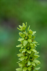 Veratrum album flower growing in mountains, close up	
