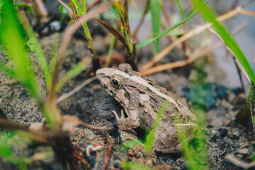 Obraz premium A photo of Fejervarya limnocharis or Asian grass frog or rice field frog