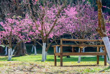 Bench in the spring park with sakura cherry blossom tree and background.