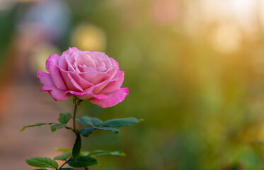 Pink roses flower in rose garden flower with sunlight bokeh background.
