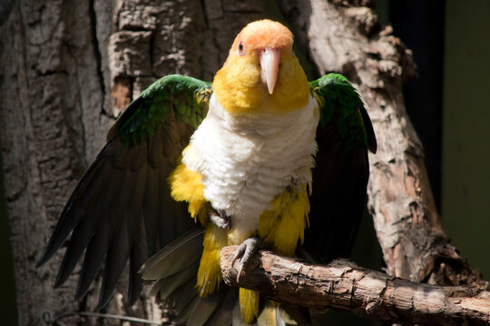 the white bellied caique is stretching its green wings