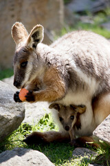 Fototapeta premium the yellow footed rock wallaby has a joey in her pouch