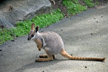 the yellow footed rock wallaby has a grey body with tan arms and a white chest and a long tail - obrazy, fototapety, plakaty