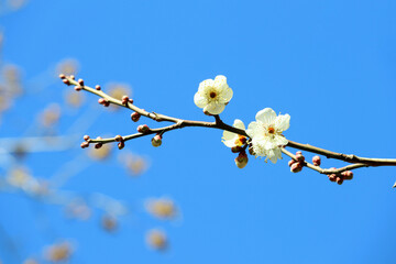 白梅　枝　青空