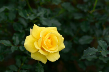 黄色いバラ
