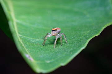 spider on a leaf