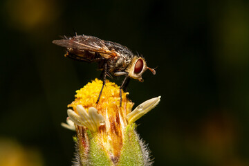fly on a flower